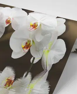 Samolepící tapety Samolepící tapeta orchidej a motýl