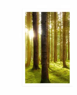 Příroda Plakát slunečné ráno v lese
