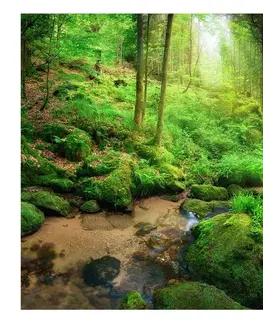 Tapety Samolepící tapeta zelená oáza - Humid Forest