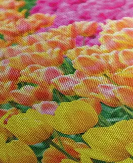 Obrazy květů Obraz pestrobarevné tulipány