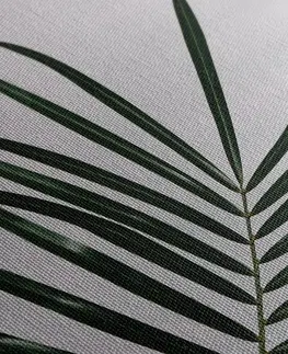 Obrazy zátiší Obraz nádherný palmový list