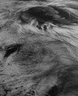 Černobílé obrazy Obraz africký lev v černobílém provedení