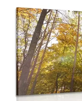 Obrazy přírody a krajiny Obraz les v podzimních barvách