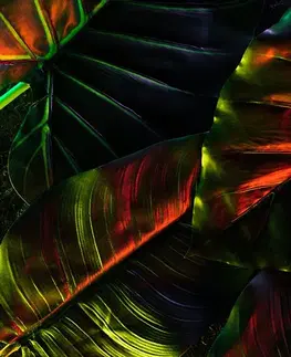 Tapety příroda Tapeta tropické palmové listy