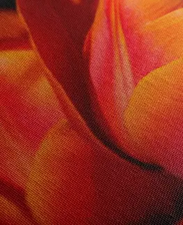 Obrazy květů Obraz nádherné tulipány na louce