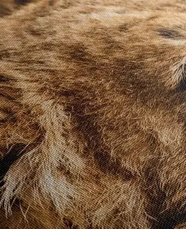 Obrazy zvířat Obraz mládě lva