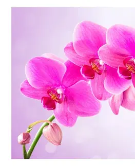 Tapety Samolepící tapeta růžová orchidej - Thoughtfulness