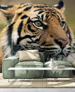 Samolepící tapety Samolepící fototapeta bengálský tygr
