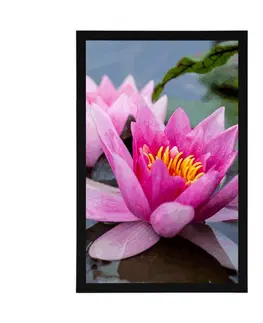 Květiny Plakát růžový lotosový květ