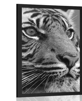 Černobílé Plakát bengálský tygr v černobílém provedení