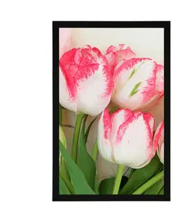 Květiny Plakát jarní tulipány