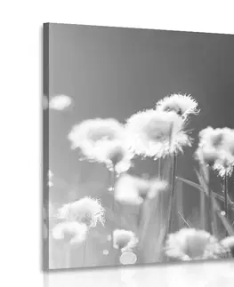 Černobílé obrazy Obraz bavlněná tráva v černobílém provedení