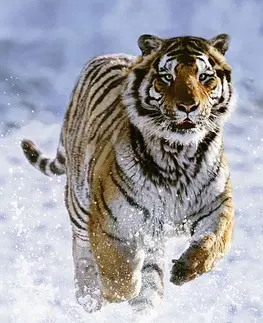 Hračky puzzle RAVENSBURGER - Tygr na sněhu 500 dílků