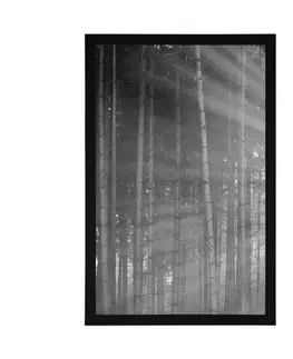 Černobílé Plakát slunce za stromy v černobílém provedení