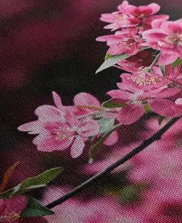 Obrazy květů Obraz detailní květiny třešně