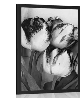 Černobílé Plakát jarní tulipány v černobílém provedení