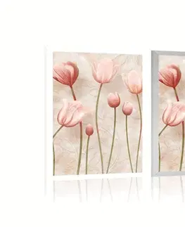 Květiny Plakát starorůžové tulipány