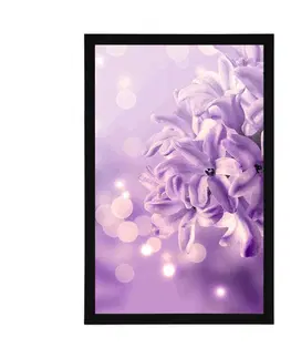 Květiny Plakát fialový květ šeříku