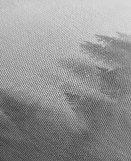 Černobílé obrazy Obraz mlha nad lesem v černobílém provedení