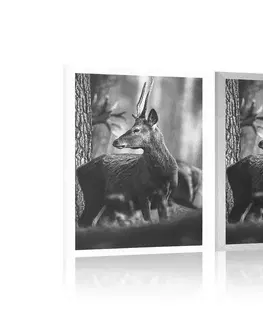 Černobílé Plakát jelen v borovém lese v černobílém provedení