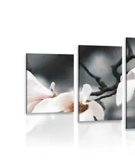 Obrazy květů 5-dílný obraz probouzející se magnolie