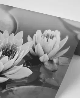 Samolepící tapety Samolepící fototapeta černobílý lotosový květ v jezeře