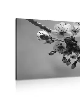 Černobílé obrazy Obraz kvetoucí větvičku třešně v černobílém provedení