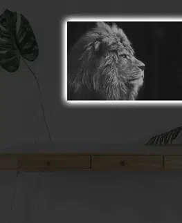 Obrazy Wallity Obraz s LED osvětlením ČERNOBÍLÝ LEV 58 45 x 70 cm