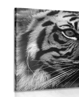 Černobílé obrazy Obraz bengálský tygr v černobílém provedení
