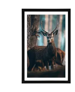 Zvířata Plakát s paspartou jelen v lese