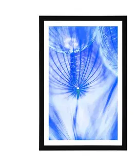 Květiny Plakát s paspartou pampeliška v modrém provedení