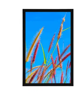 Příroda Plakát divoká tráva pod modrou oblohou