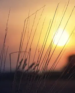 Obrazy přírody a krajiny Obraz východ slunce nad loukou