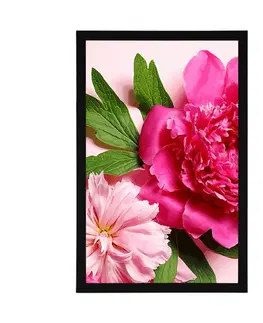 Květiny Plakát pivoňky v růžové barvě