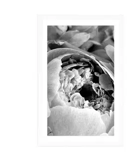Černobílé Plakát s paspartou černobílé lupínky květu