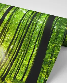 Samolepící tapety Samolepící fototapeta svěžest lesa