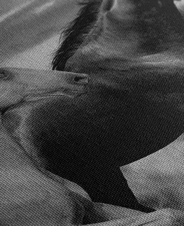 Černobílé obrazy Obraz stádo koní v černobílém provedení