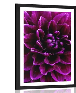 Květiny Plakát s paspartou purpurovo-fialový květ