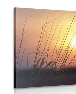 Obrazy přírody a krajiny Obraz východ slunce nad loukou