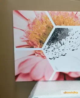 Obrazy květů Obraz gerbera v šestiúhelníku