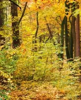 Tapety Samolepící fototapeta do kuchyně les v barvách podzimu
