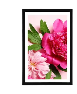 Květiny Plakát s paspartou pivoňky v růžové barvě