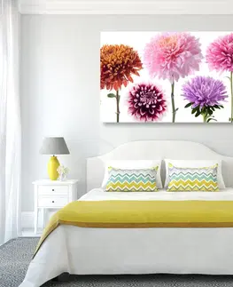 Obrazy květů Obraz květiny jiřiny v různobarevném designu