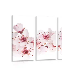 Obrazy květů 5-dílný obraz třešňové květy