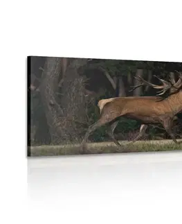 Obrazy zvířat Obraz majestátní jelen