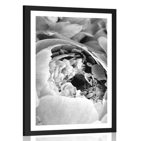 Černobílé Plakát s paspartou černobílé lupínky květu