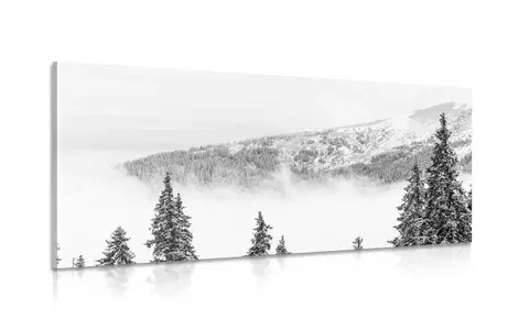 Černobílé obrazy Obraz zasněžené borovicové stromy v černobílém provedení