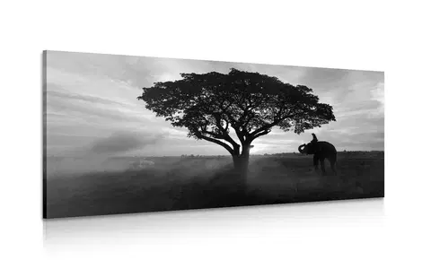 Černobílé obrazy Obraz slon při východu slunce v černobílém provedení