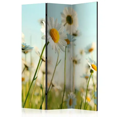 Paravány Paraván Daisies - spring meadow Dekorhome 135x172 cm (3-dílný)
