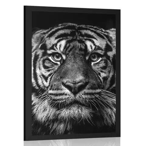 Černobílé Plakát tygr v černobílém provedení